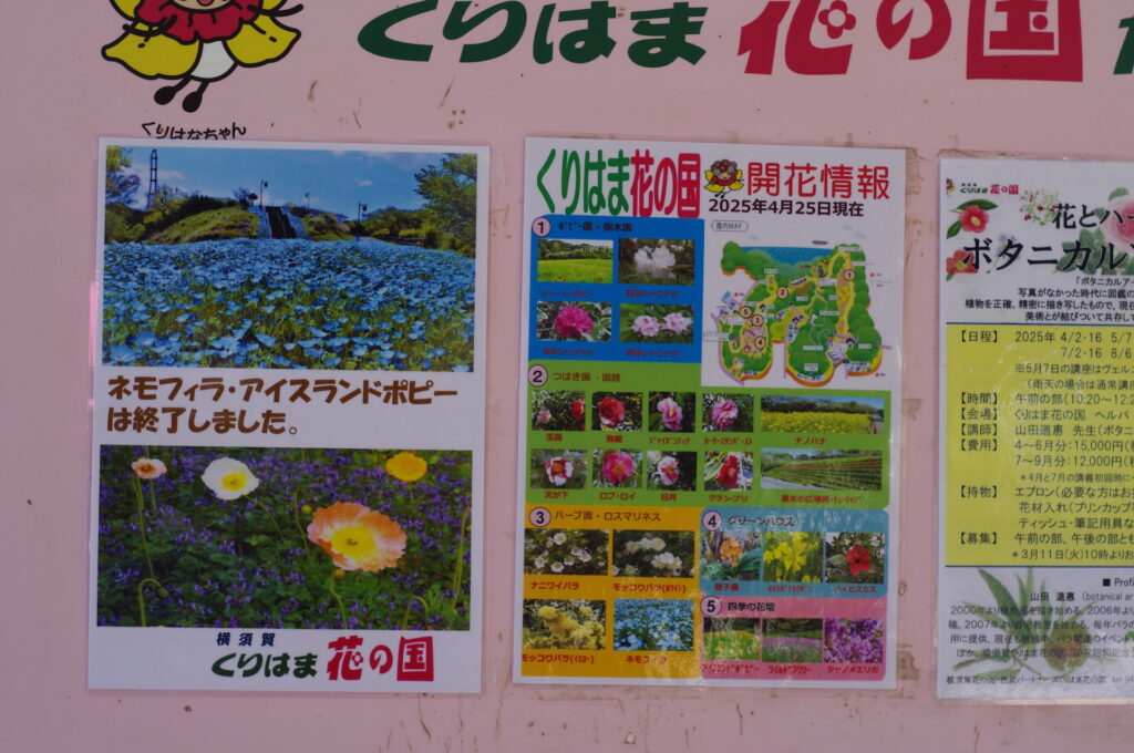 20250429_05_くりはま花の国_ネモフィラ