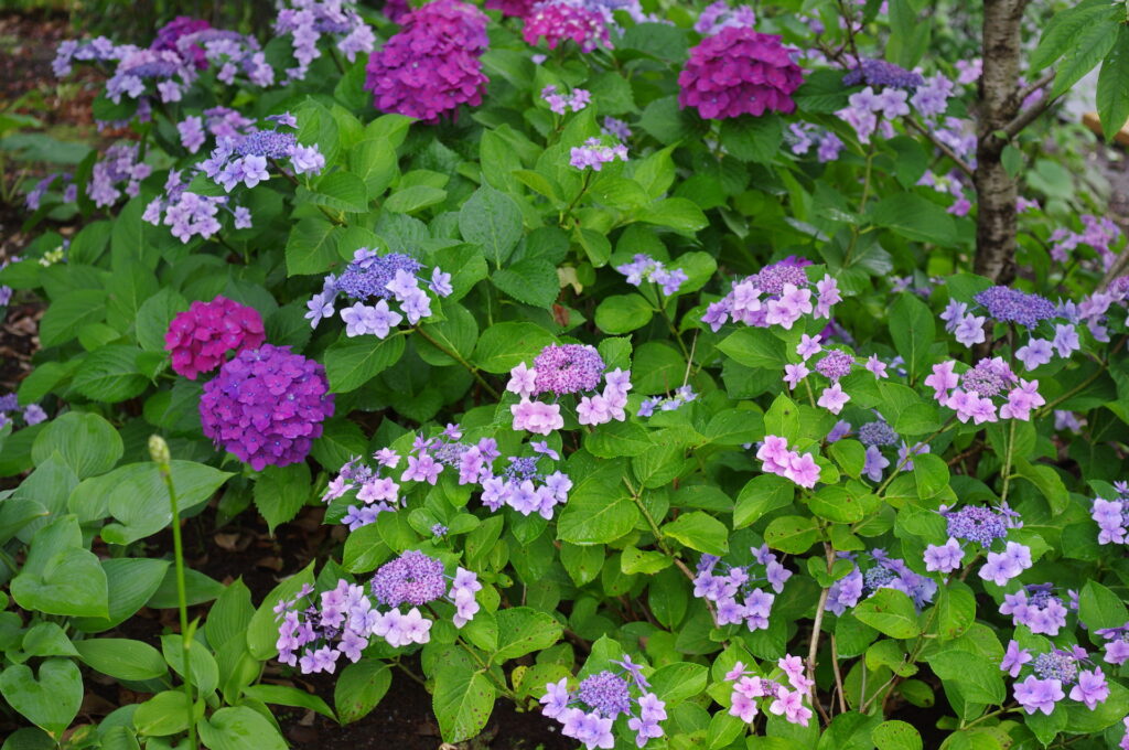 20250615_03_堀切菖蒲園_紫陽花