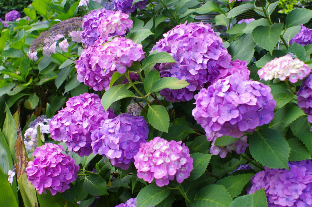 20250615_01_上野恩賜公園_紫陽花