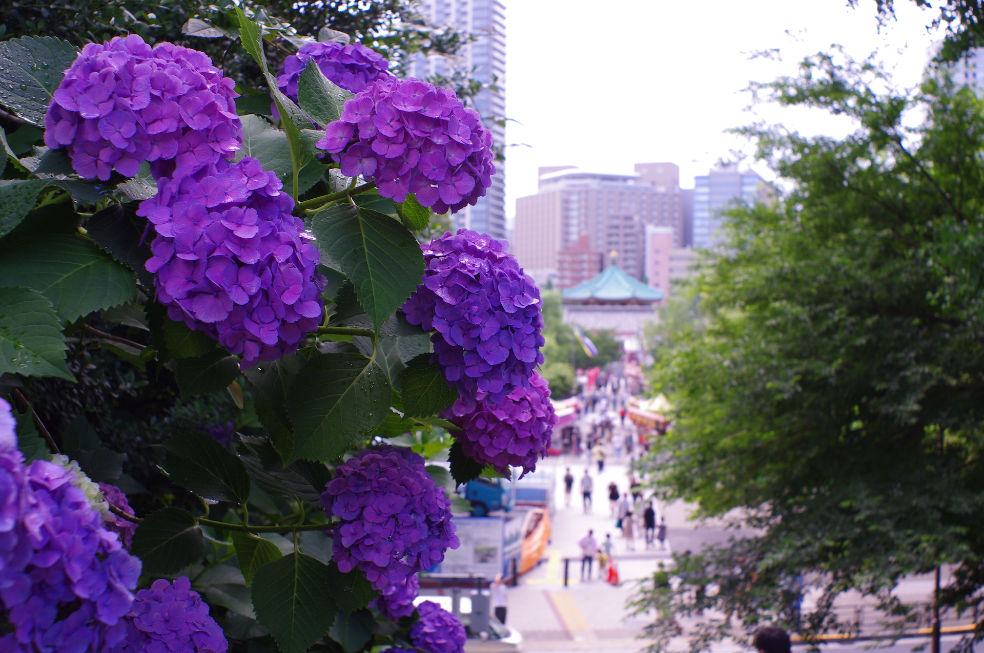20250615_02_上野恩賜公園_紫陽花