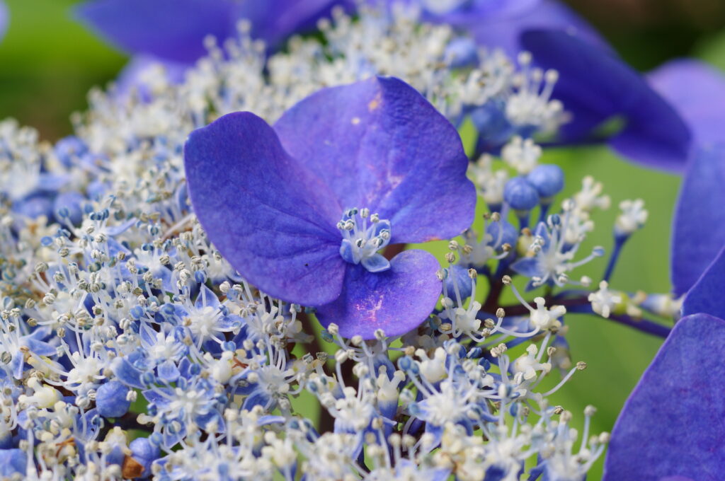 20250615_03_上野恩賜公園_紫陽花