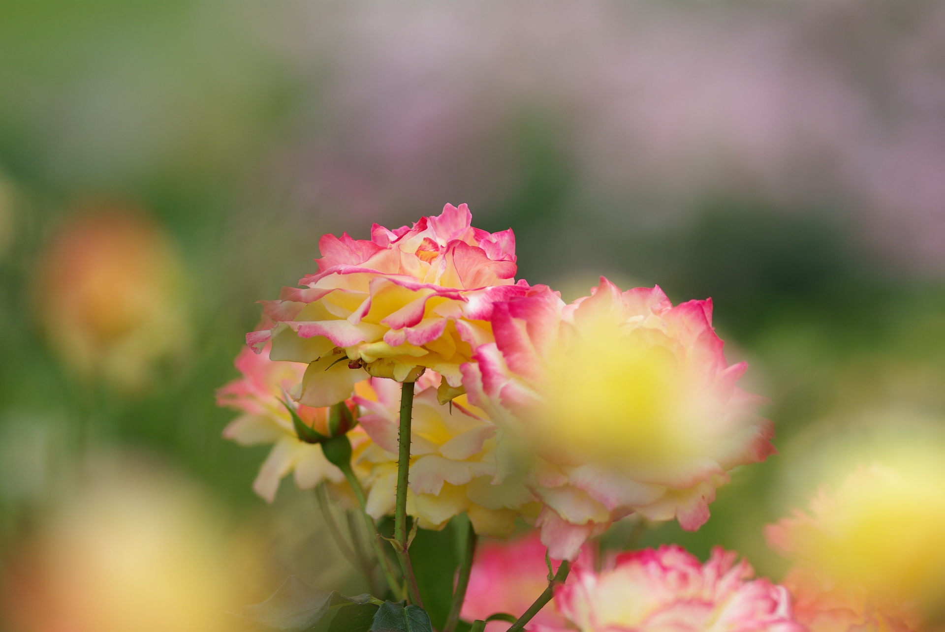 20250524_01_いばらきフラワーパーク_春薔薇