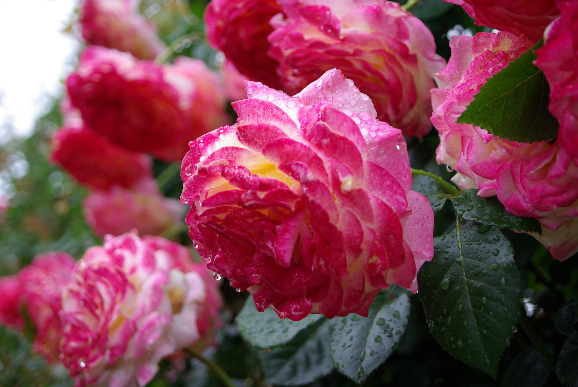20250525_01_谷津バラ園_春薔薇