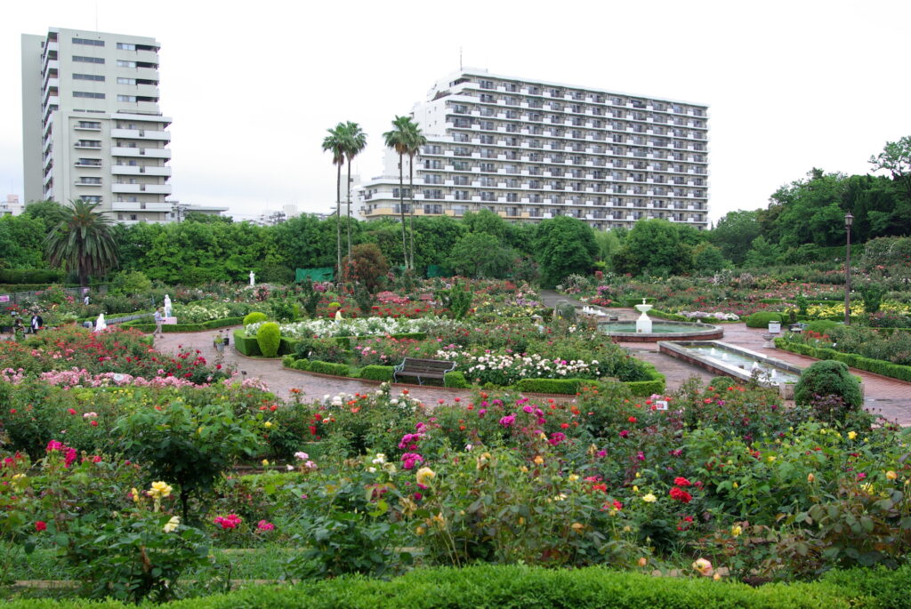 20250525_02_谷津バラ園_春薔薇