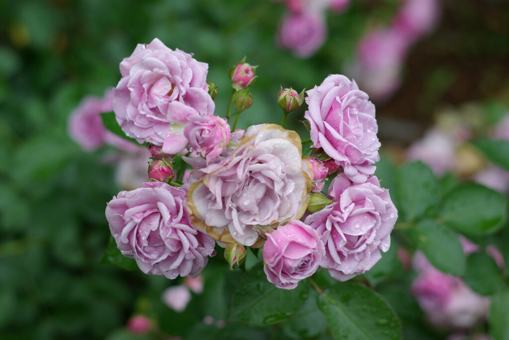 20250525_03_谷津バラ園_春薔薇