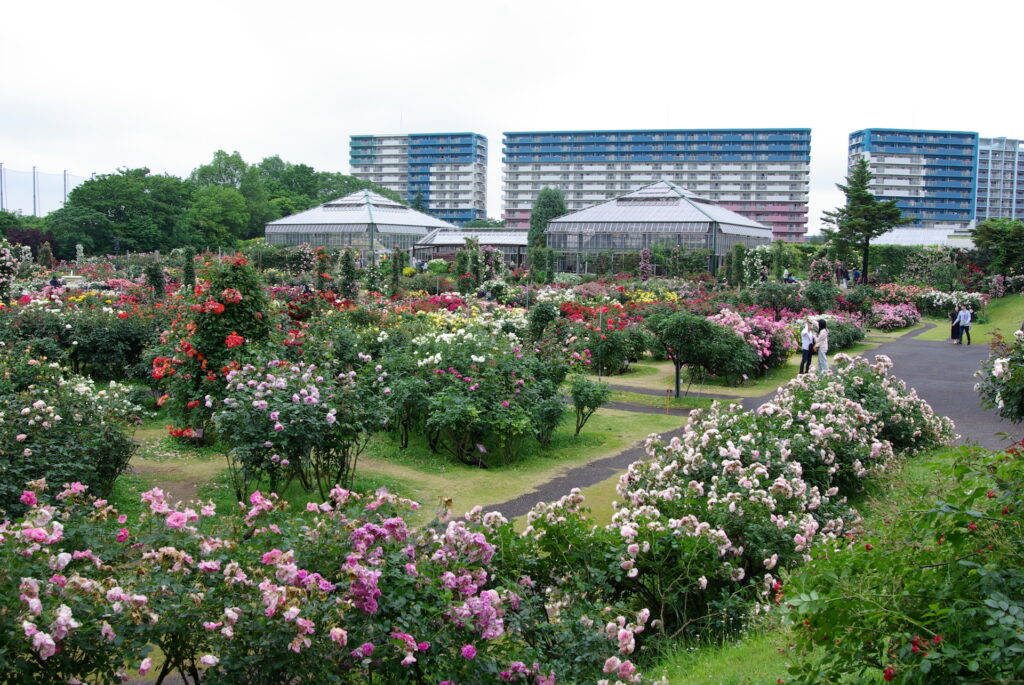 20250525_03_京成バラ園_春薔薇