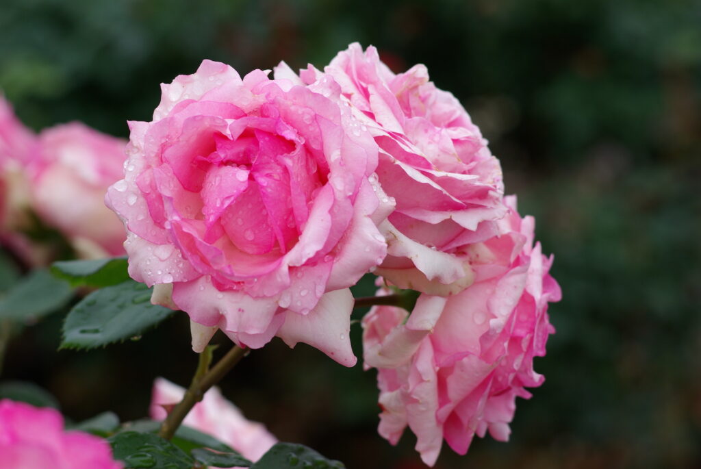 20250525_04_京成バラ園_春薔薇