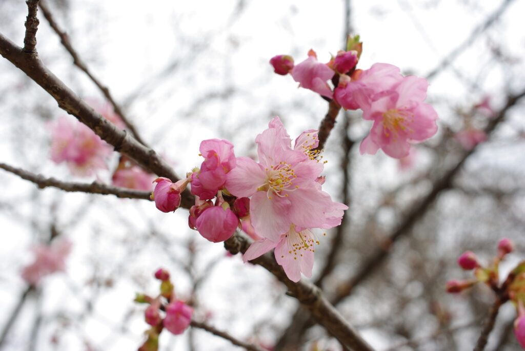 20250302_01_県営権現堂公園_河津桜