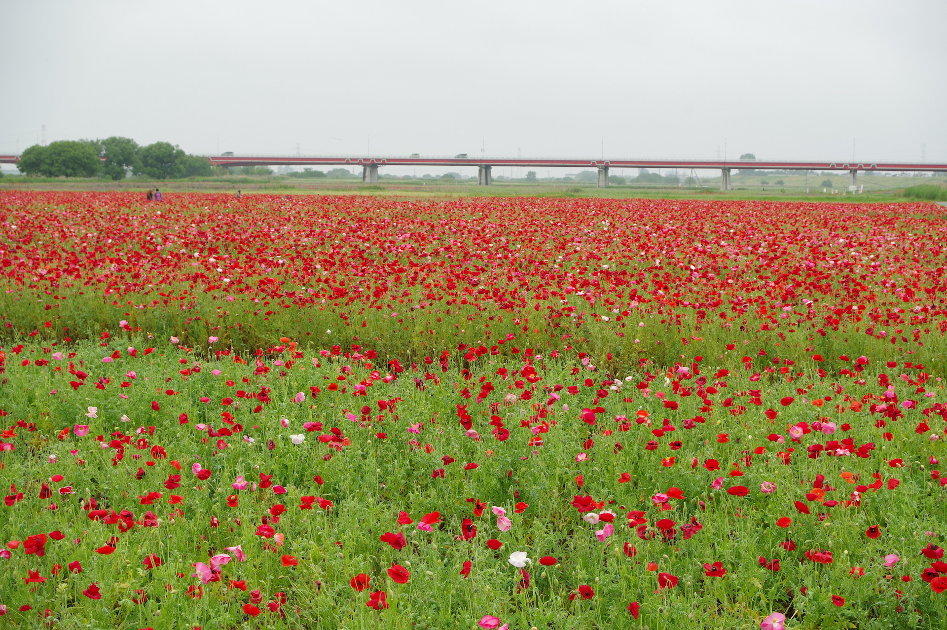 20250518_01_こうのす花まつり_ポピー
