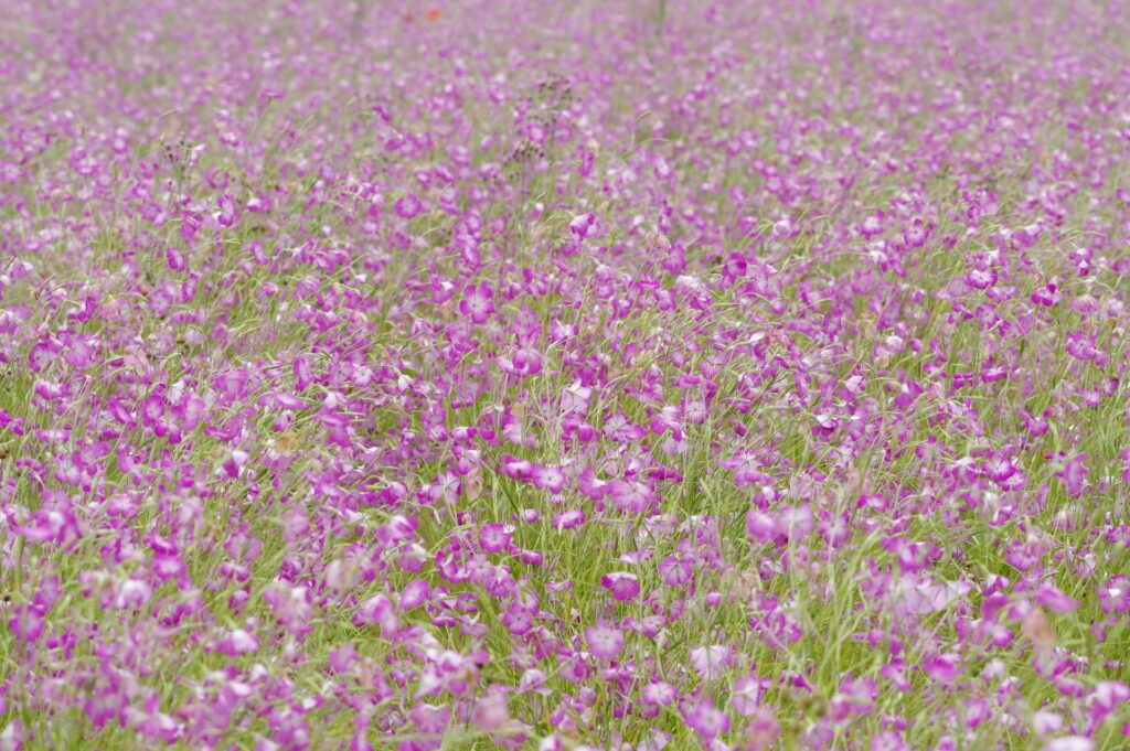 20250518_04_こうのす花まつり_麦なでしこ