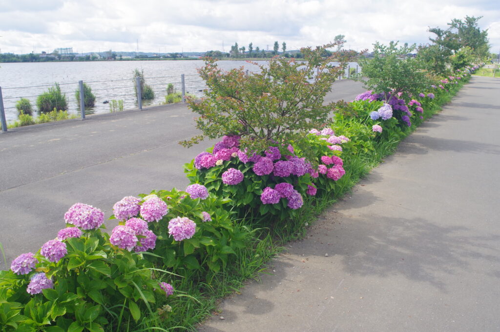20250621_02_水郷佐原あやめパーク_紫陽花