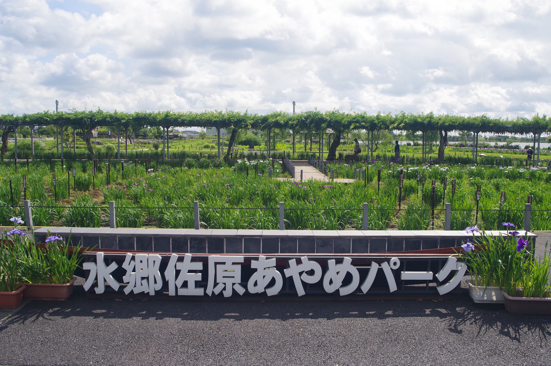 20250621_03_水郷佐原あやめパーク_花菖蒲