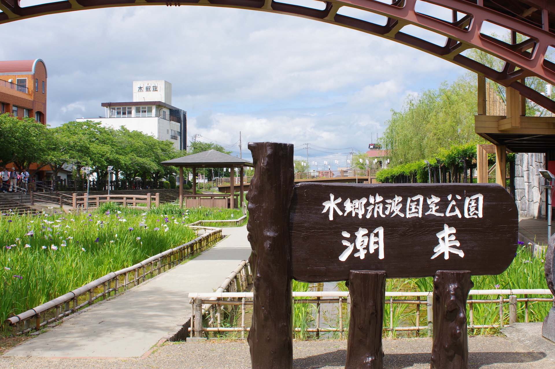 20250621_01_水郷潮来あやめ園_花菖蒲