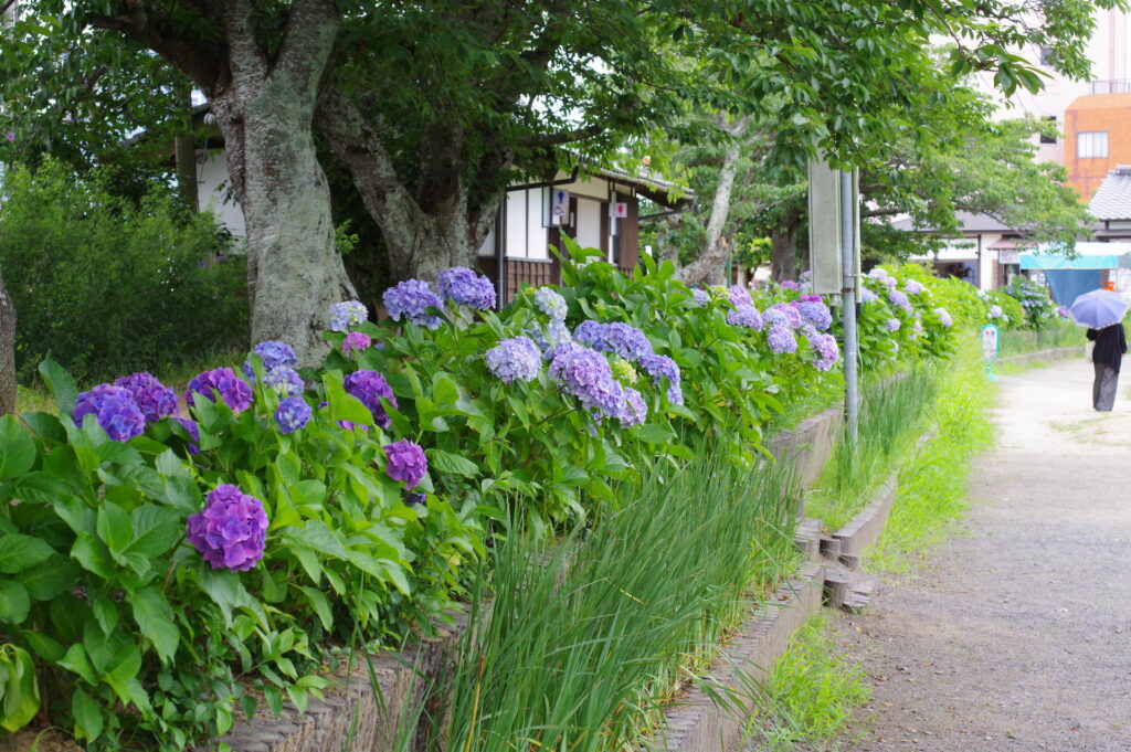 20250621_03_水郷潮来あやめ園_紫陽花