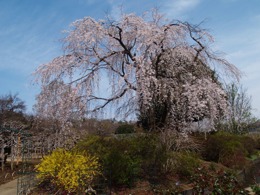 20250330_03_あしかがフラワーパーク_桜
