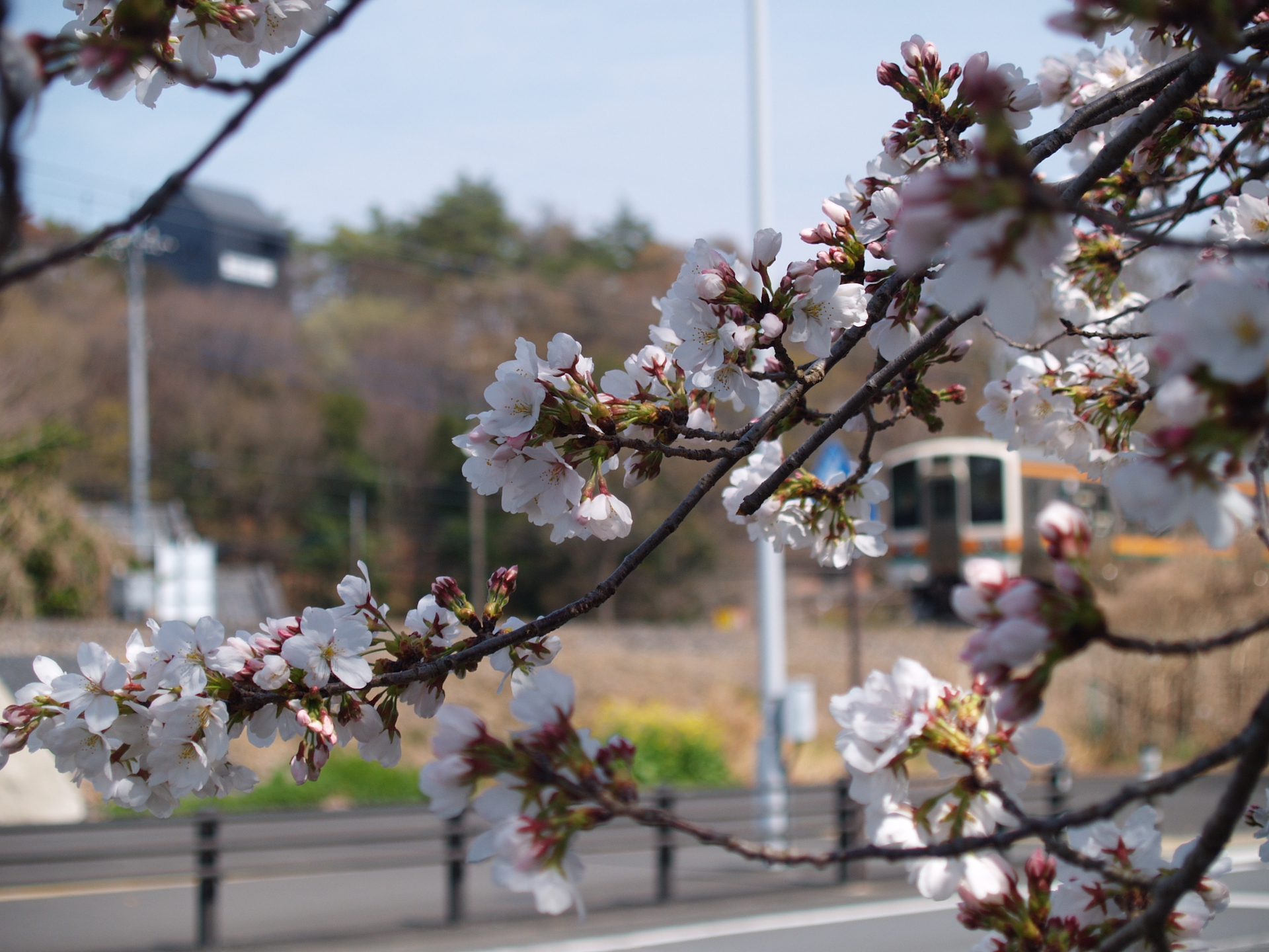 20250330_04_あしかがフラワーパーク_桜＆電車
