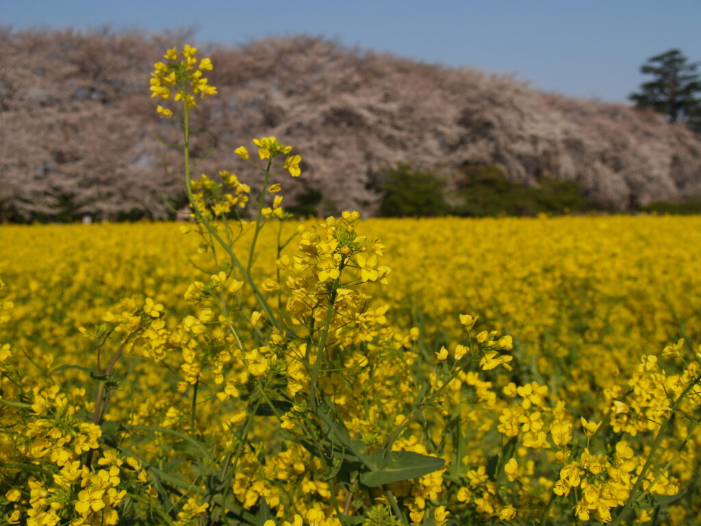 20250405_02_県営権現堂公園_桜&菜の花