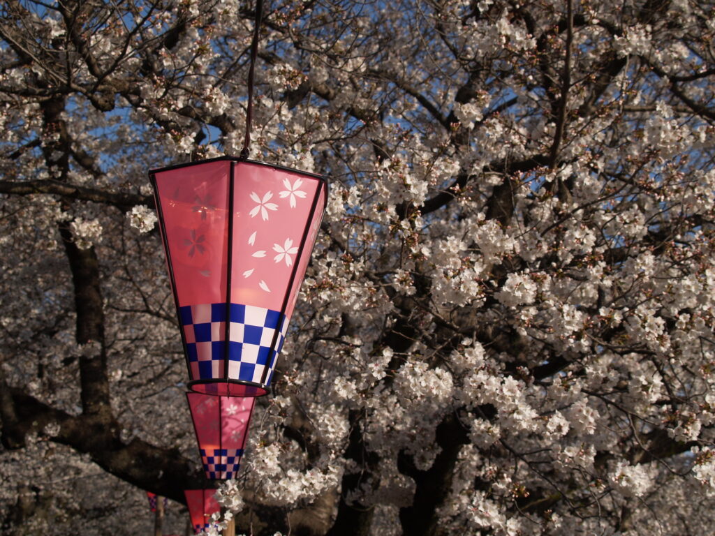20250405_03_県営権現堂公園_桜