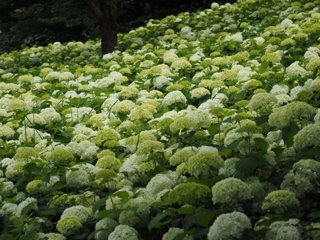 20250614_01_県営権現堂公園_紫陽花