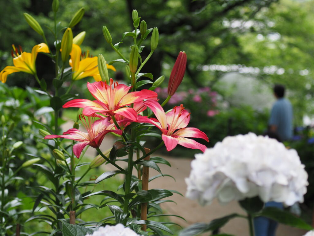 20250614_03_県営権現堂公園_紫陽花&百合