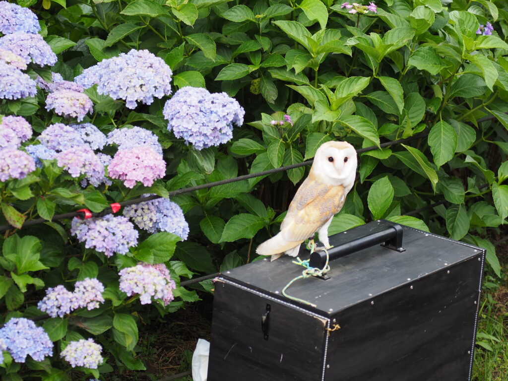 20250614_04_県営権現堂公園_紫陽花&鳥