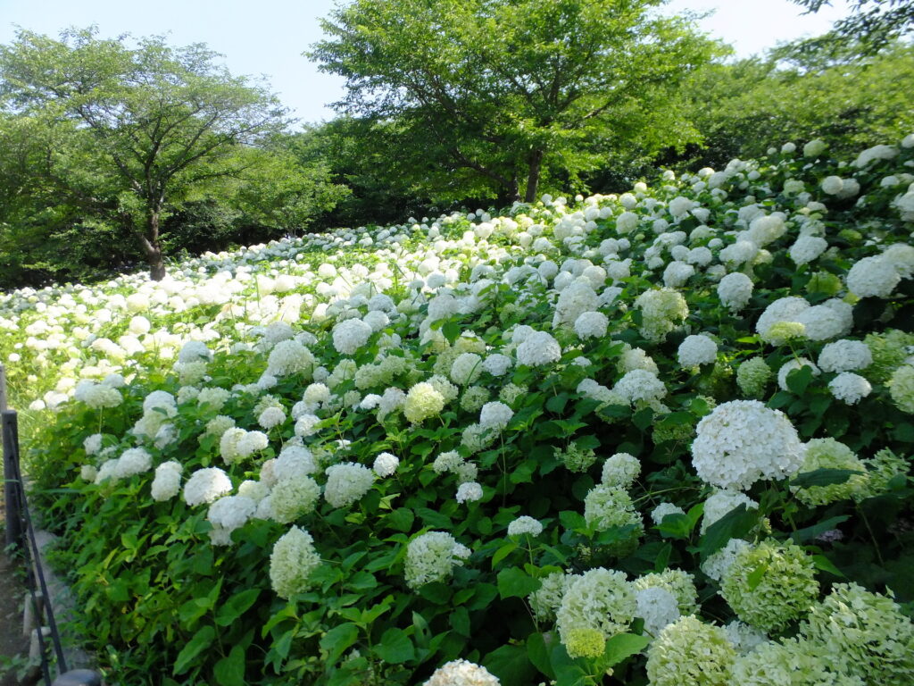 20250629_01_県営権現堂公園_紫陽花