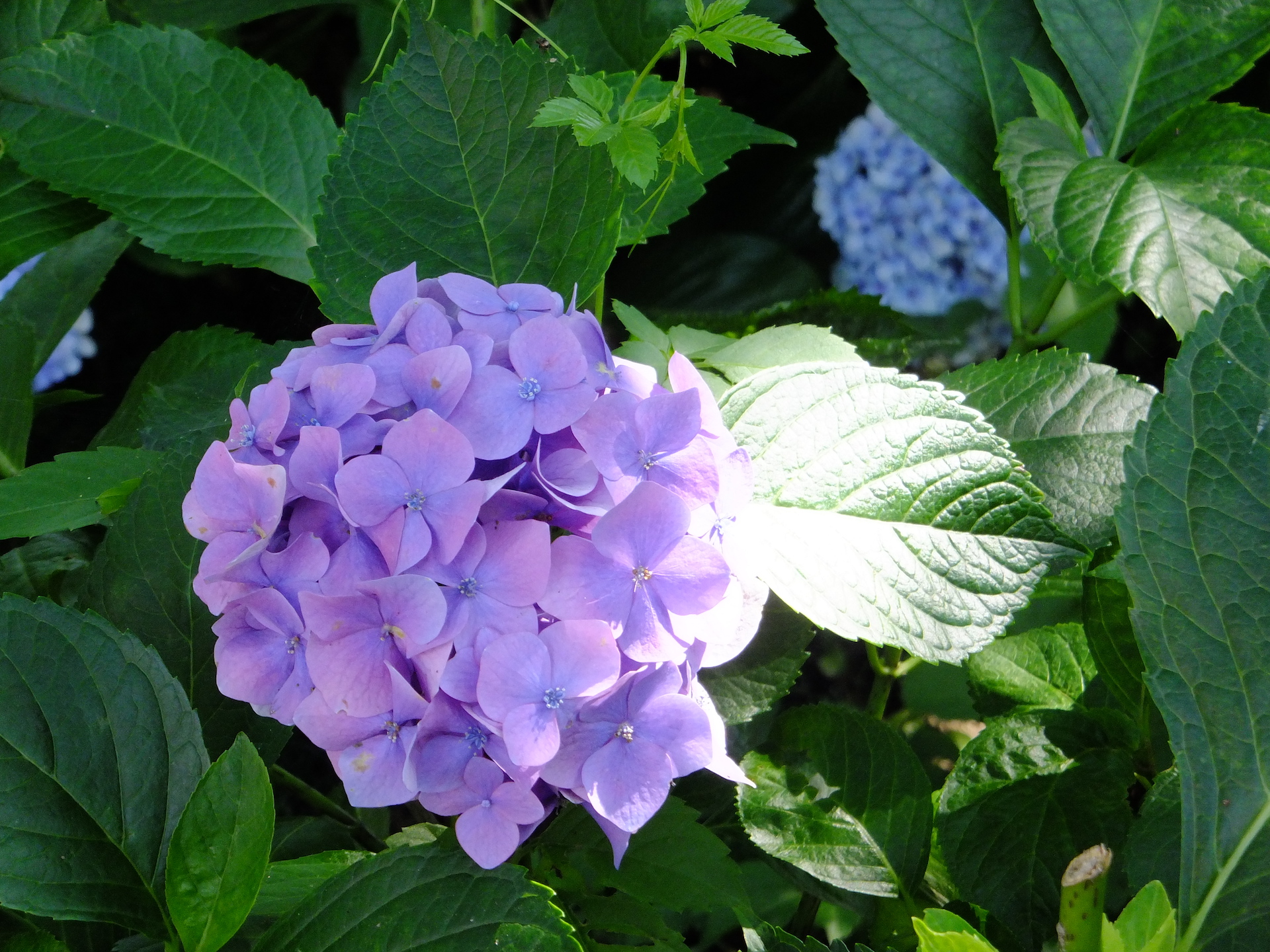 20250629_02_県営権現堂公園_紫陽花