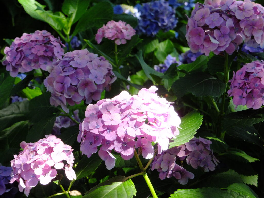 20250629_03_県営権現堂公園_紫陽花