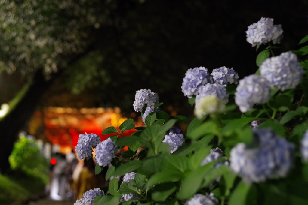 20250628_06_雨引山楽法寺_紫陽花