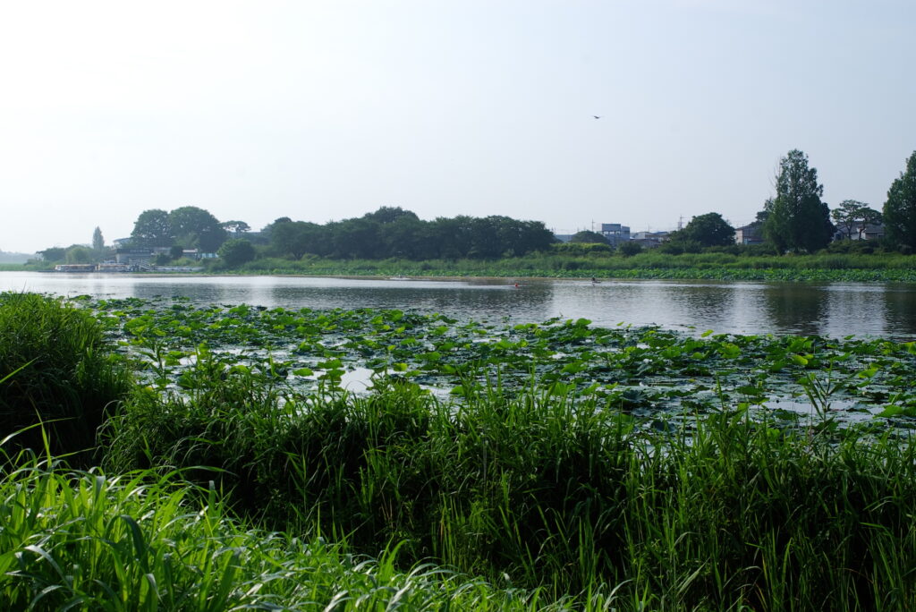 20250706_01_つつじが岡公園_花蓮