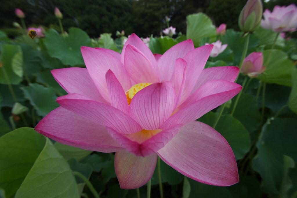 20250705_01_古河公方公園_花蓮