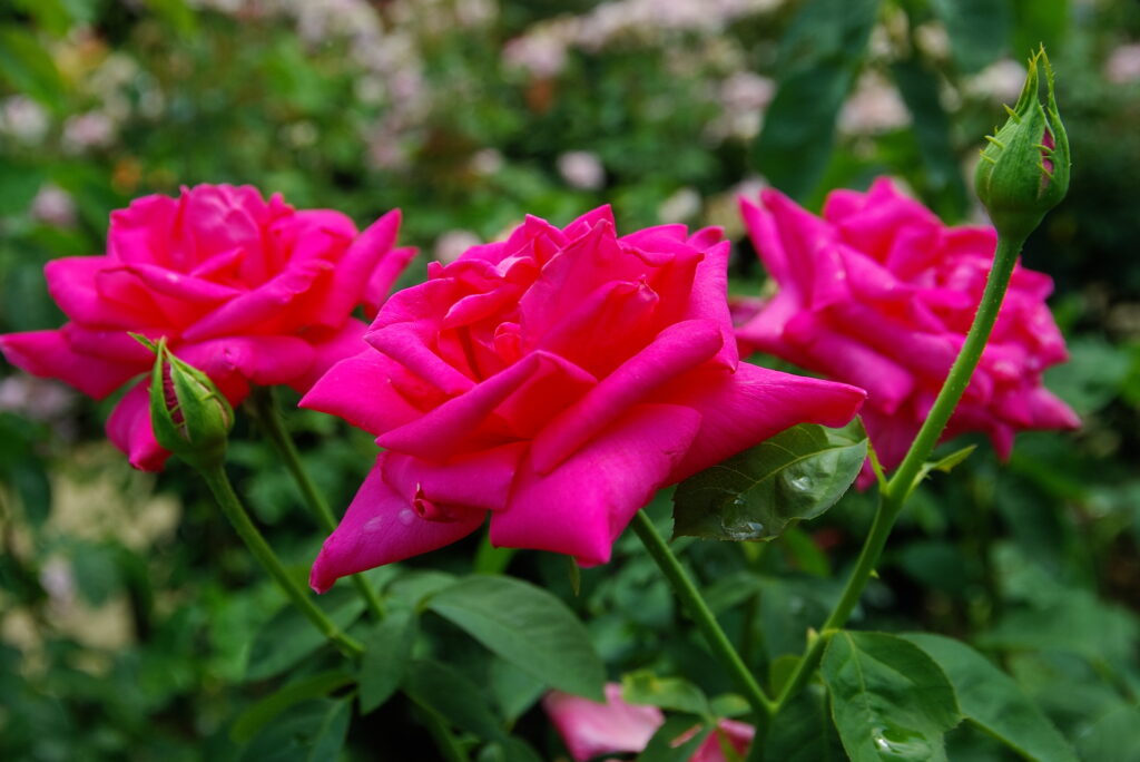 20250706_01_あしかがフラワーパーク_春薔薇