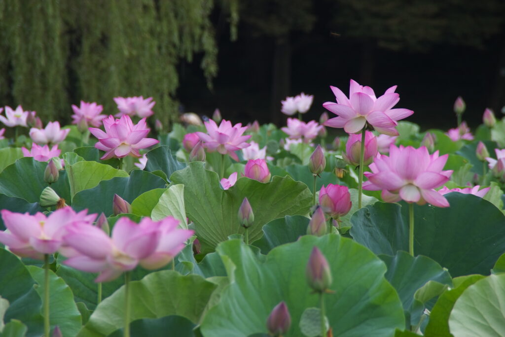 20250705_03_古河公方公園_花蓮