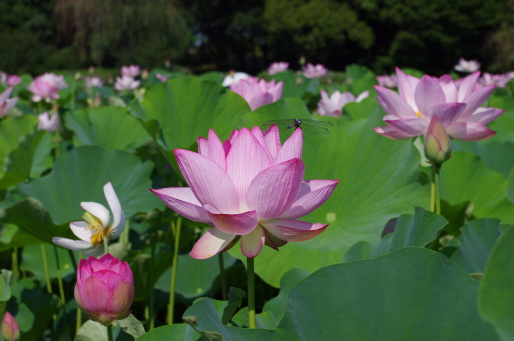20250629_02_古河公方公園_花蓮&トンボ