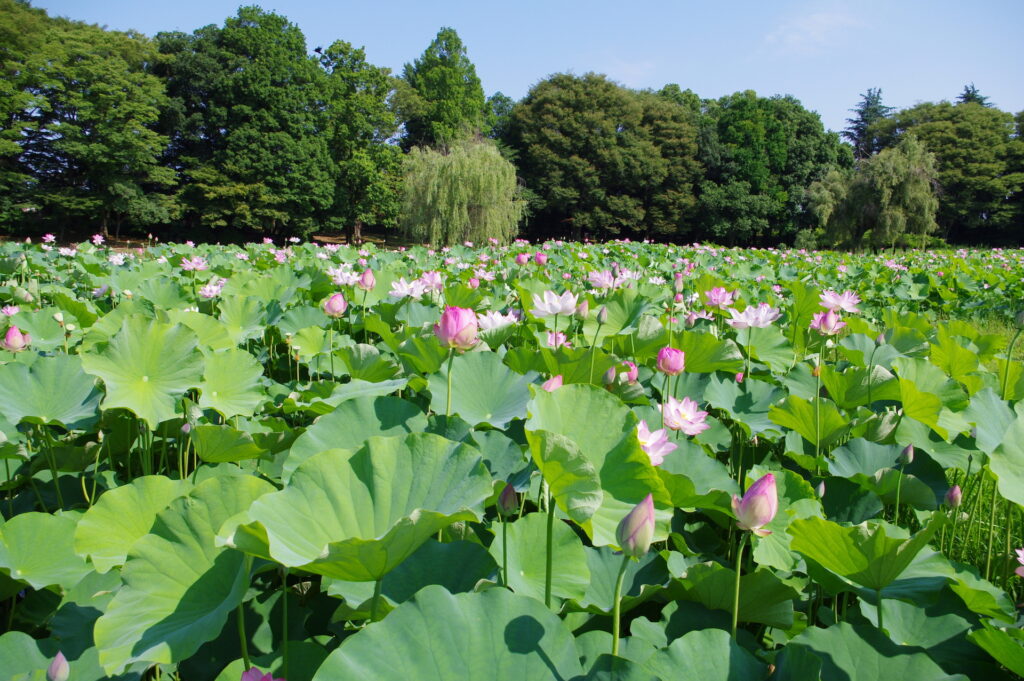 20250629_03_古河公方公園_花蓮