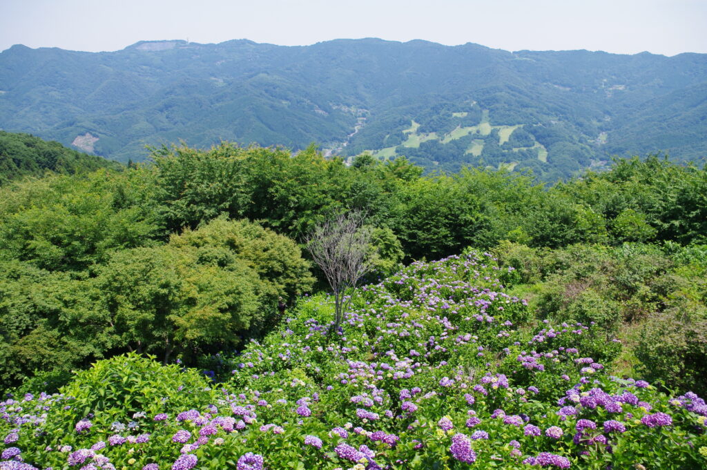 20250629_01_美の山公園_紫陽花