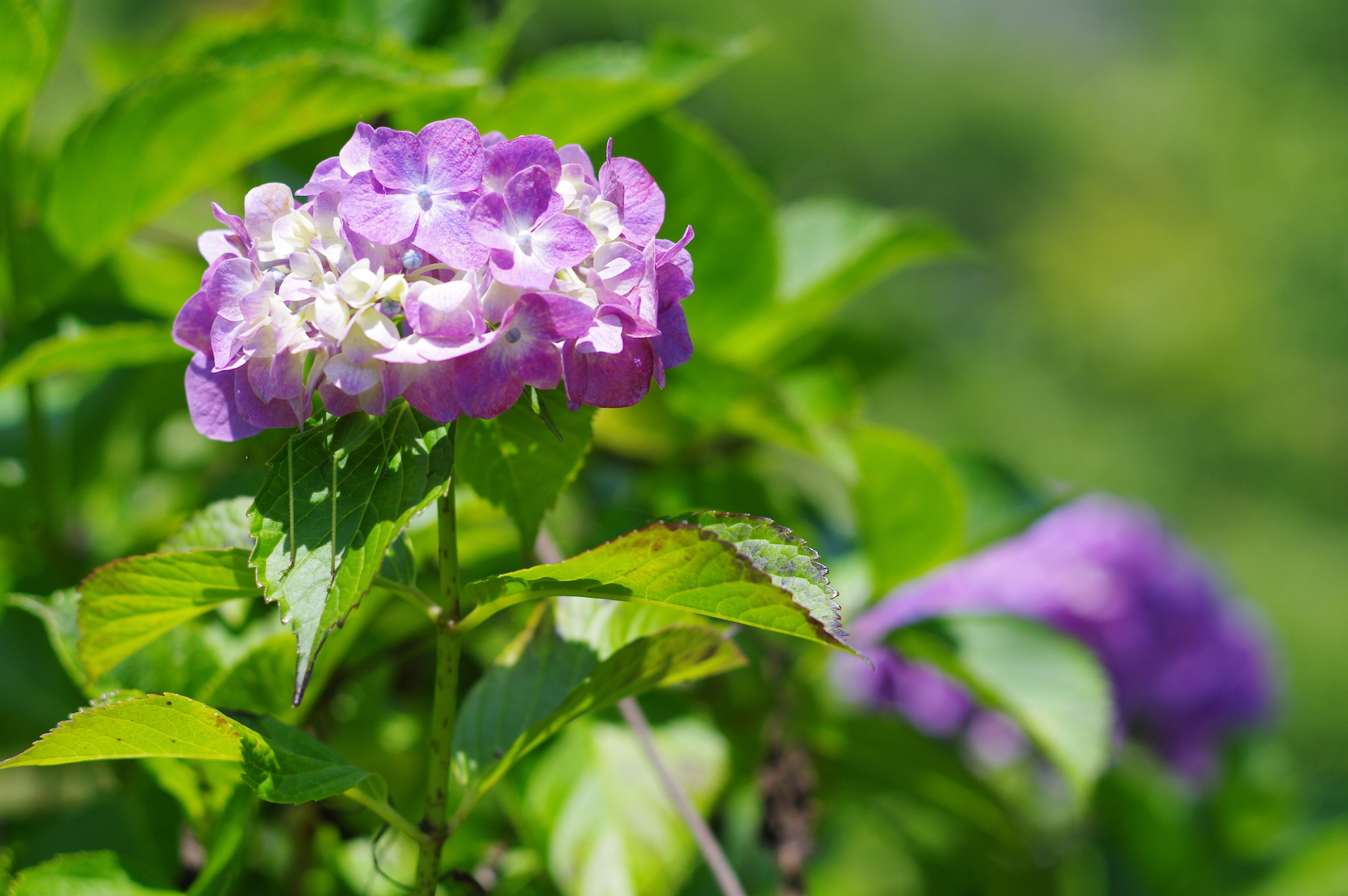 20250629_02_美の山公園_紫陽花