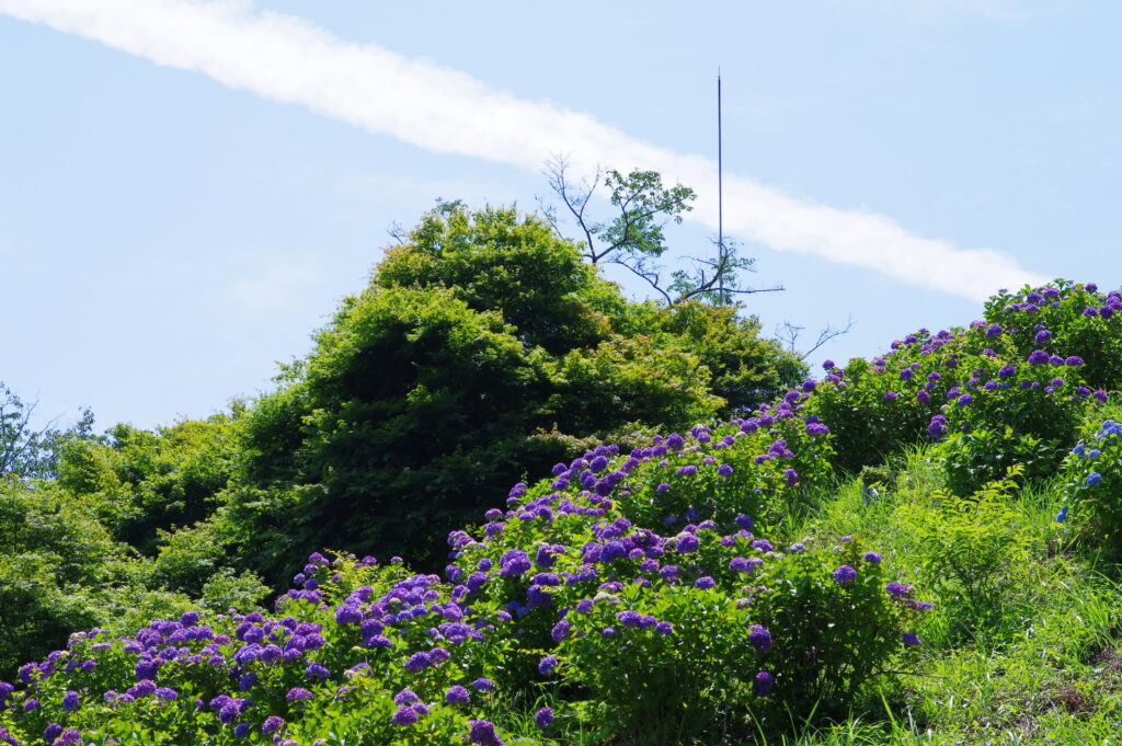 20250629_03_美の山公園_紫陽花