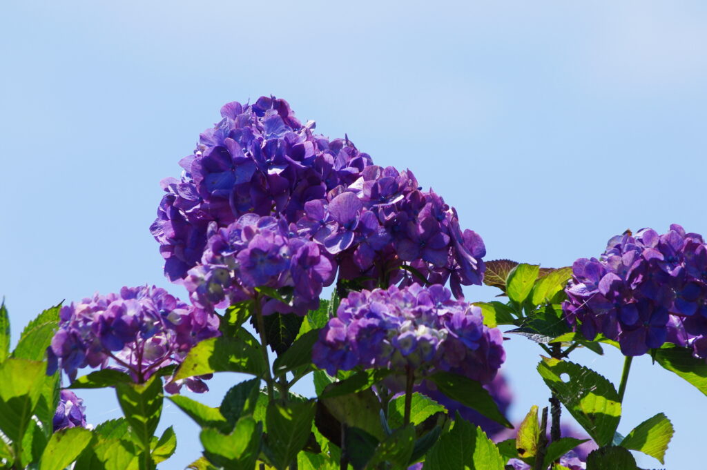 20250629_04_美の山公園_紫陽花