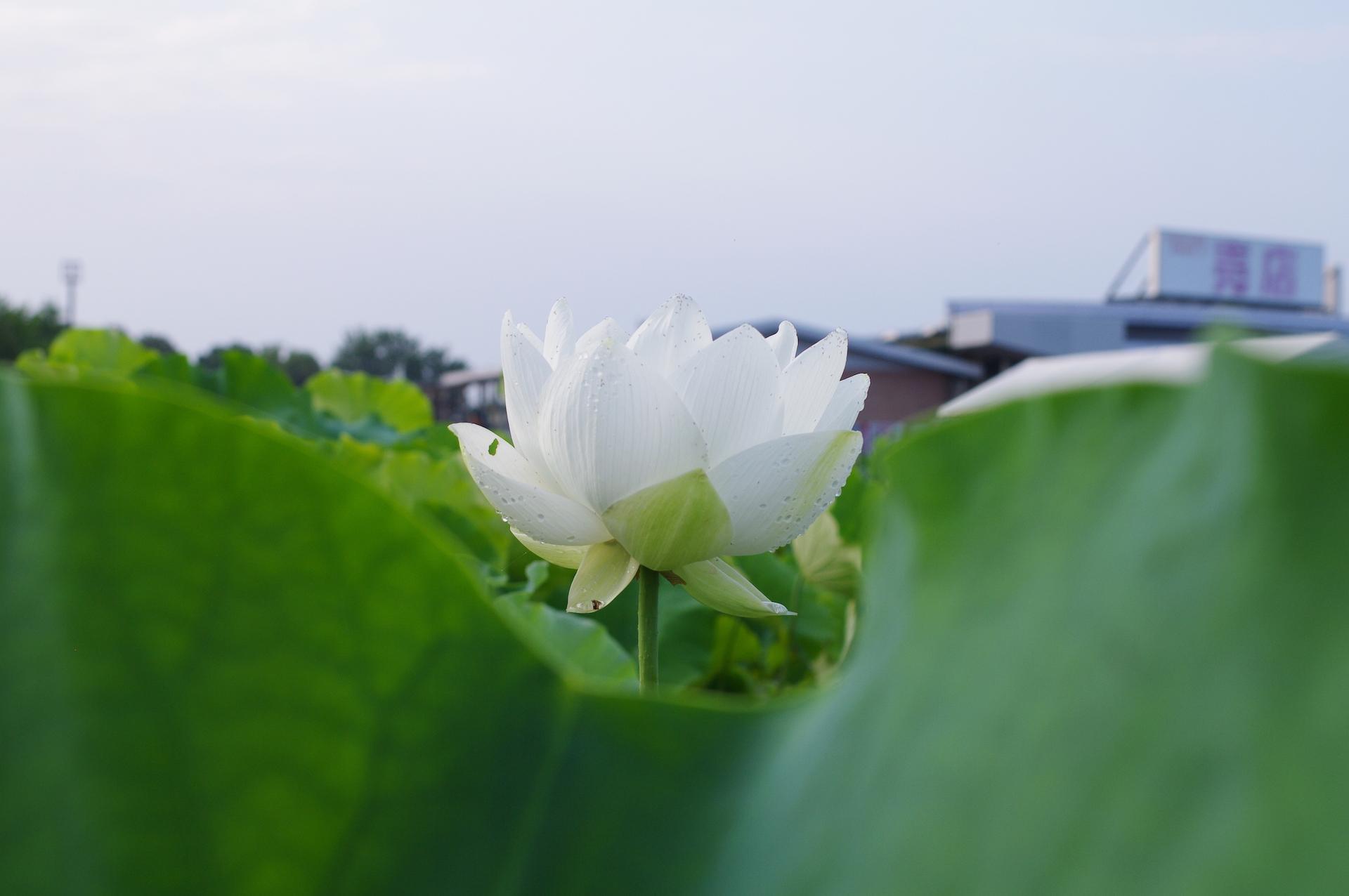 20250706_03_古代蓮の里_花蓮